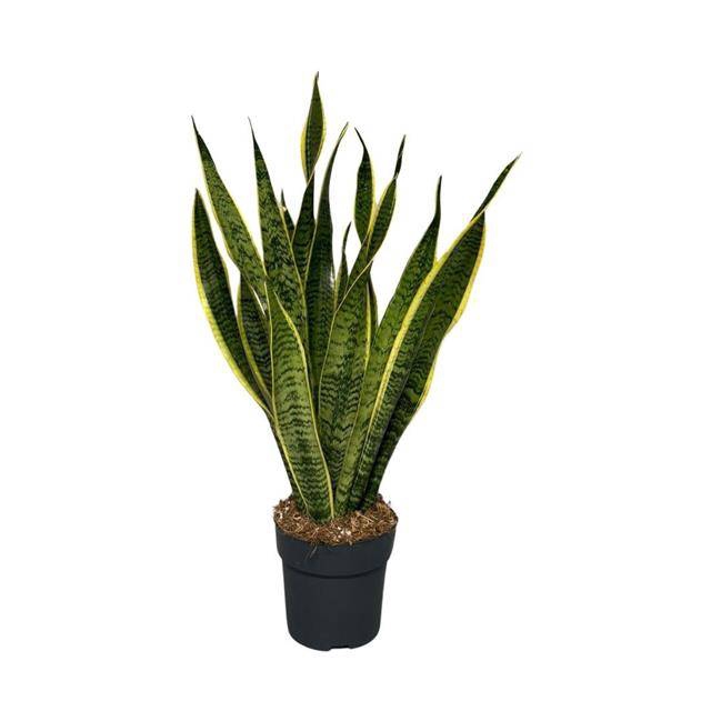 <h4>Sansevieria Laurentii</h4>