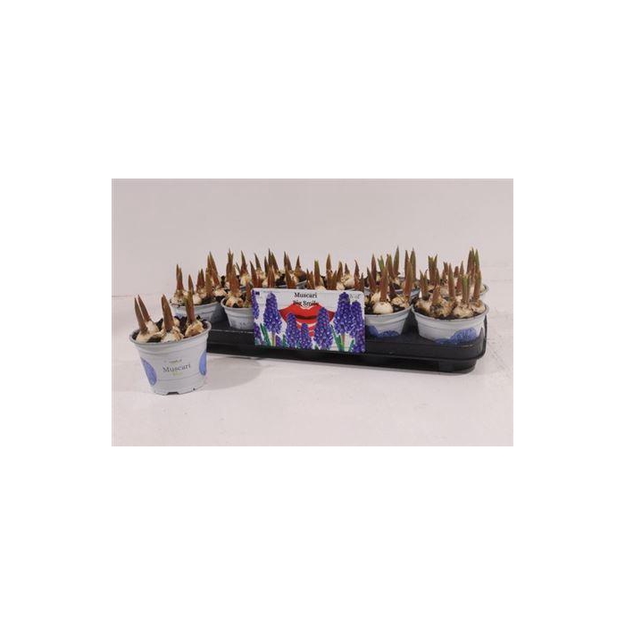 <h4>Muscar Big Smile</h4>