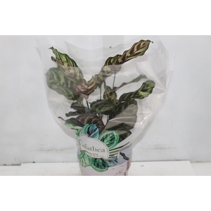 CALATHEA MAKOYAMA P17