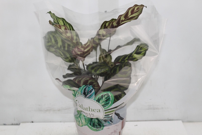 <h4>CALATHEA MAKOYAMA P17</h4>