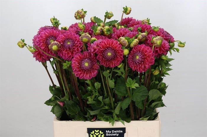 <h4>Dahlia Dikara Superb</h4>