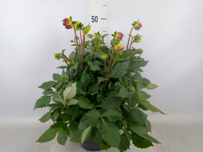 <h4>Dahlia   ...from seeds/cuttings</h4>