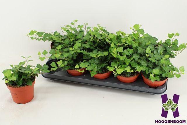 <h4>Hedera helix 'Wonder'</h4>