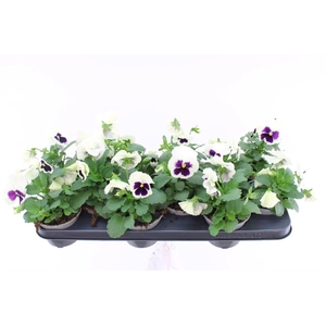 Viola F1 White With Blotch