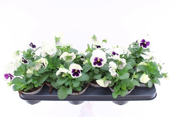 <h4>Viola F1 White With Blotch</h4>