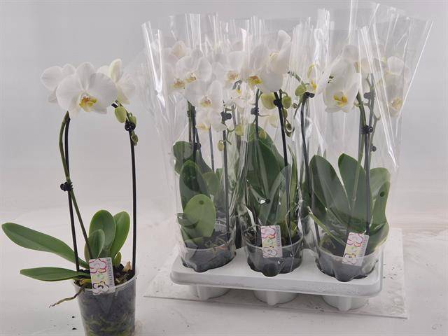 <h4>PHAL EL CASCADE</h4>