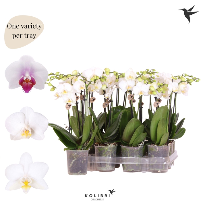 <h4>Kolibri Orchids Phalaenopsis Mineral white 2 spike no potcover</h4>