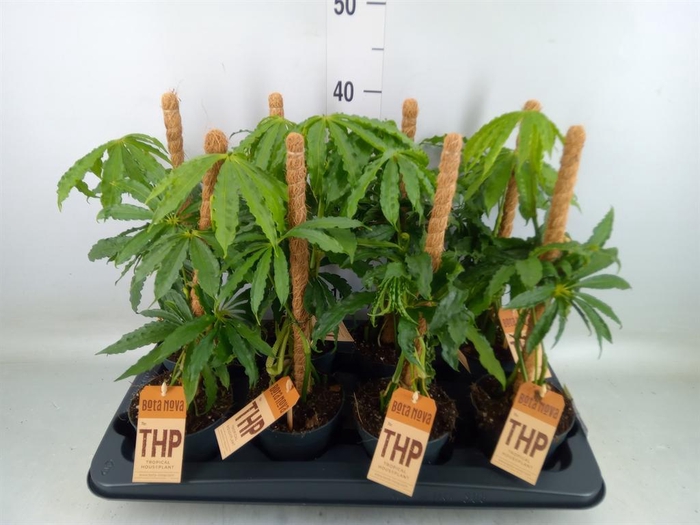 <h4>Anthurium   ...</h4>