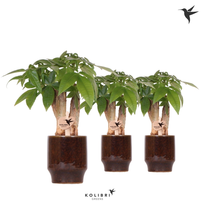 <h4>Kolibri Greens Pachira in Classy pot brown</h4>