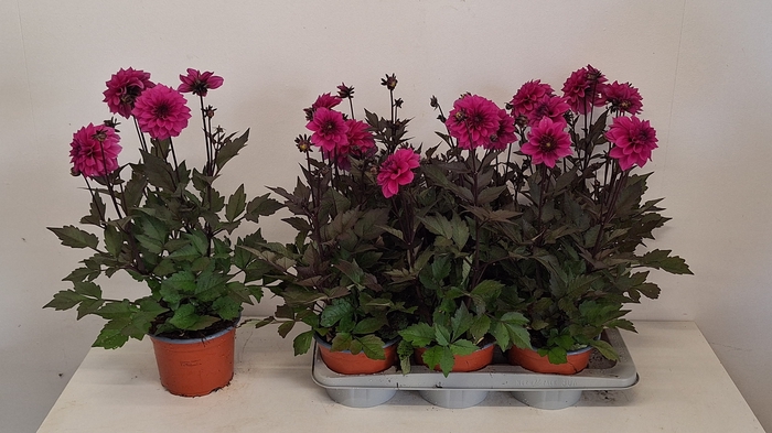 <h4>DAHL GARDEN DL LAVEN</h4>