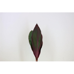 Cordyline Blad Rood
