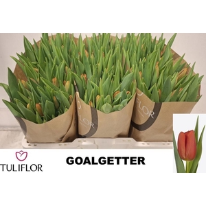 TU EN GOALGETTER