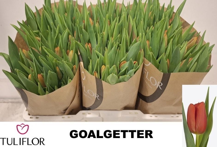 <h4>TU EN GOALGETTER</h4>