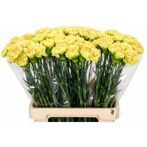 Dianthus St Lege Marrone