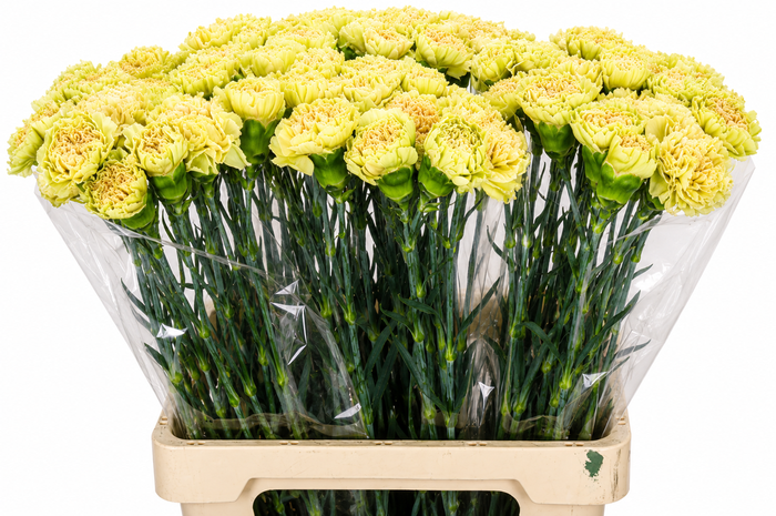 <h4>Dianthus St Lege Marrone</h4>