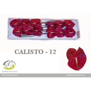 Anthurium Calisto