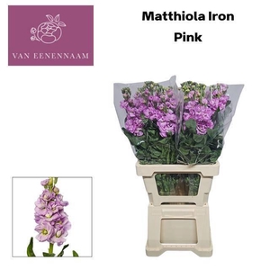 MATTH IRON PINK