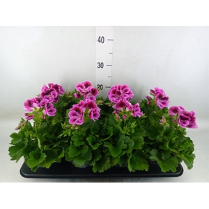 Pelargonium gran.   ..