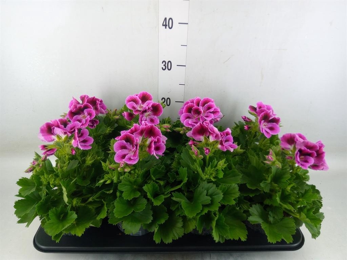 <h4>Pelargonium gran. ..</h4>
