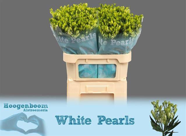 Alstroemeria florinca White Pearls
