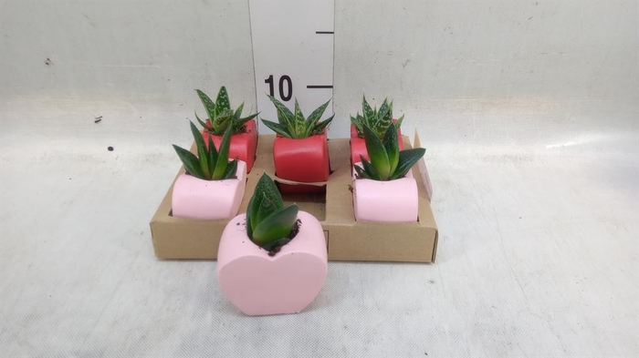 <h4>Succulents   ...</h4>