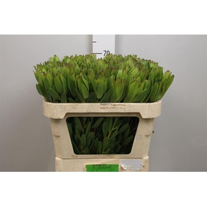 Leucadendron Goldstrike