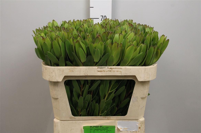 <h4>Leucadendron Goldstrike</h4>