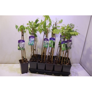 Wisteria Mixtray Geent 3 Kleuren
