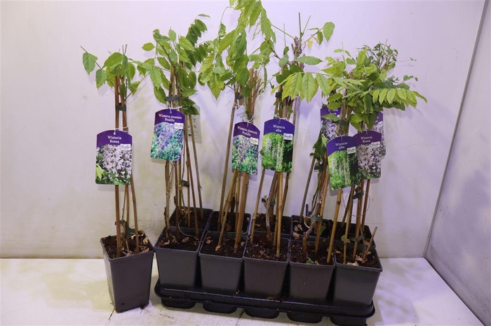 <h4>arr8 Wisteria Mixtray Geent 3 Kleuren</h4>