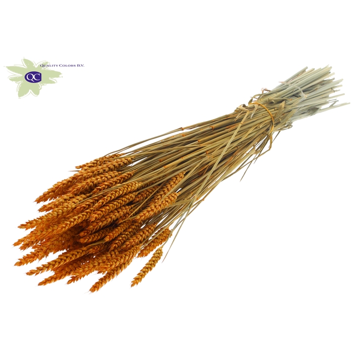 <h4>Triticum per bunch Apricot</h4>