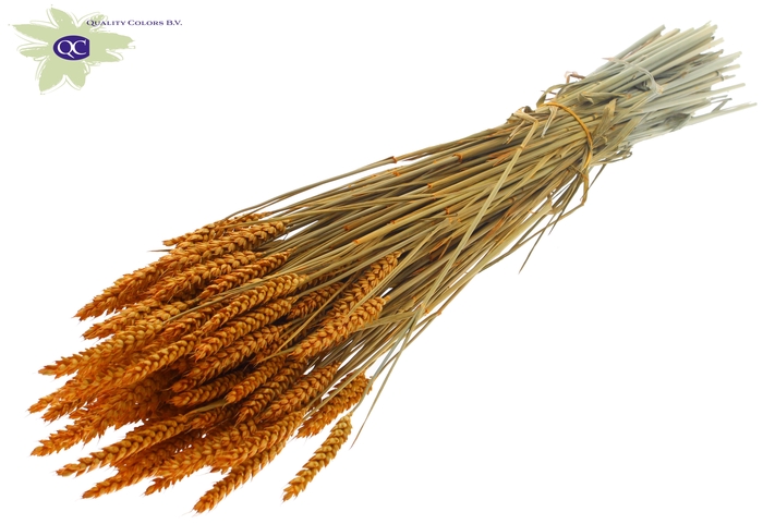 Triticum per bunch Apricot