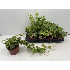 Hedera hibernica Golden Kolibri 13Ø 40cm