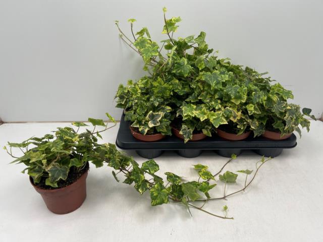 Hedera hibernica Golden Kolibri 13Ø 40cm