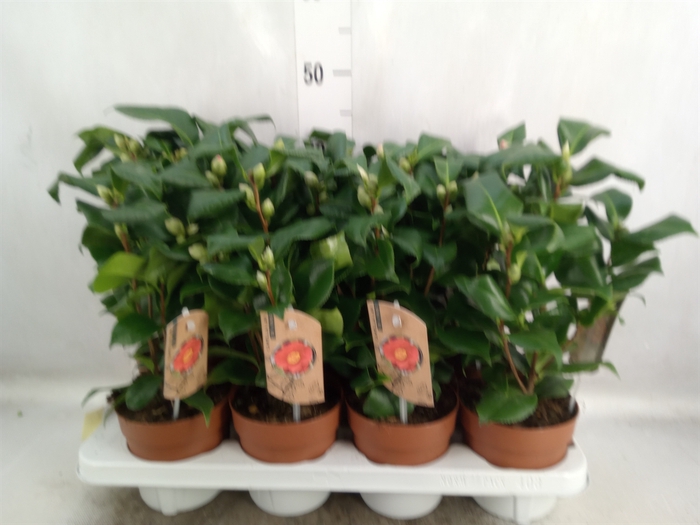 <h4>Camellia japonica 'Dr King'</h4>