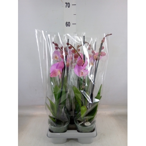 Phalaenopsis   ...rose