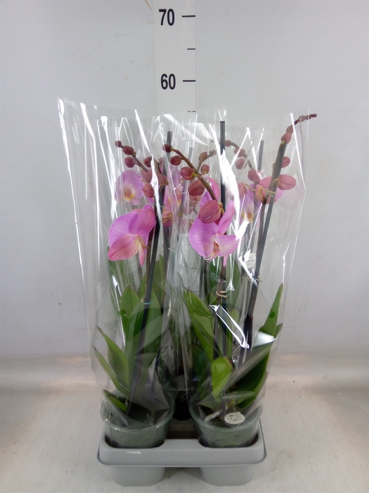 <h4>Phalaenopsis   ...rose</h4>