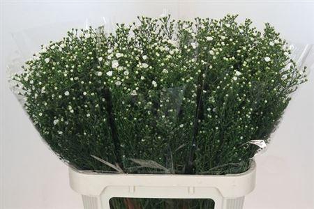 <h4>Ast Paquita</h4>