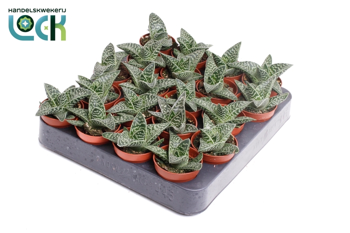 <h4>Aloë Varigata</h4>