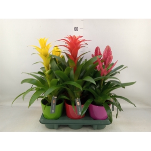 Bromelia   ...mix