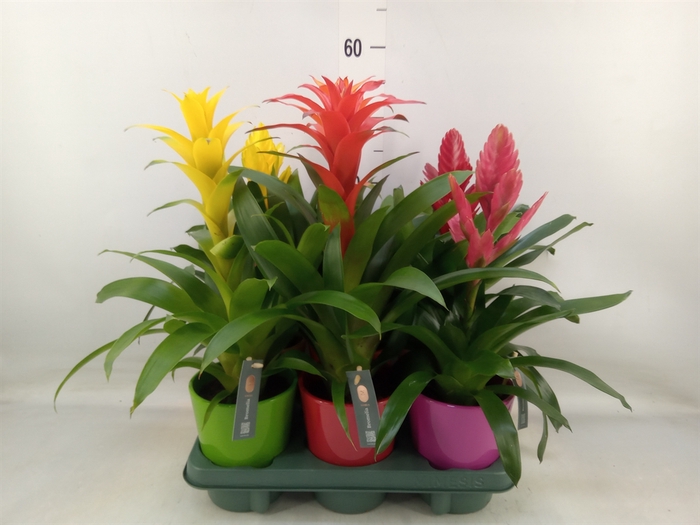 <h4>Bromelia   ...mix</h4>