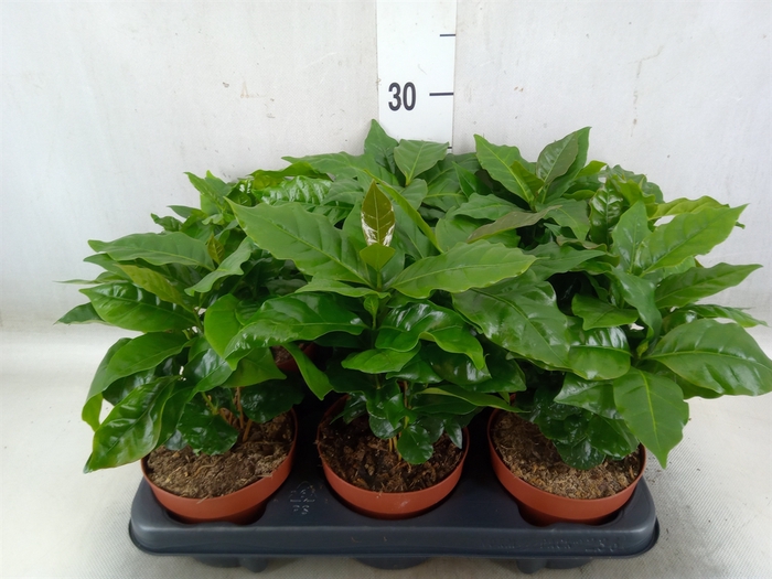 <h4>Coffea arabica</h4>