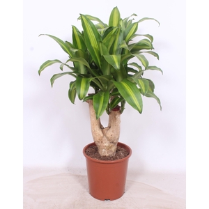 Dracaena Massangeana