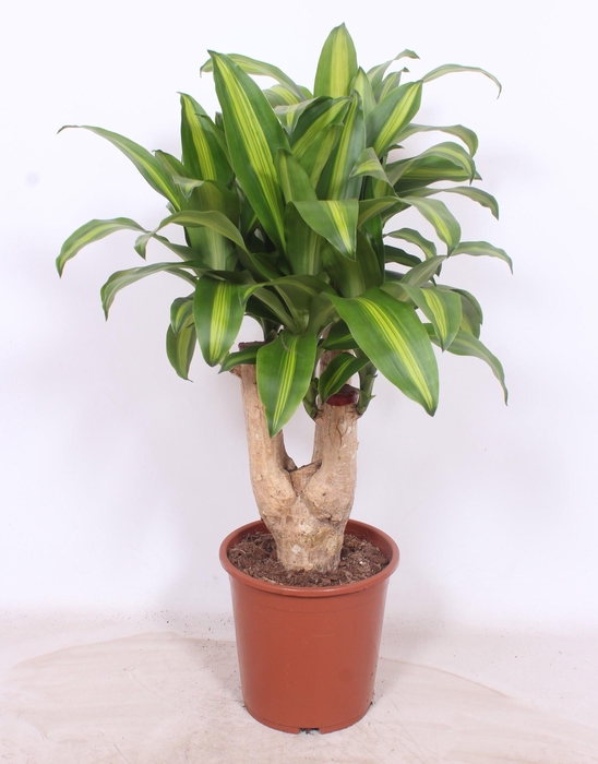 <h4>Dracaena Massangeana</h4>