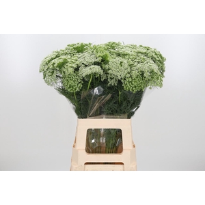 Ammi Majus Visnaga