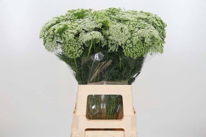 <h4>Ammi Majus Visnaga</h4>
