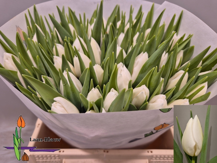 <h4>TU EN POLAR BEAR</h4>