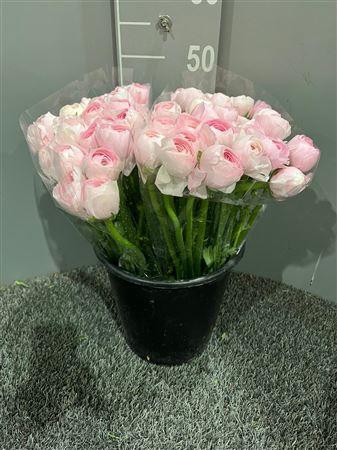 <h4>Ran Succes Favola</h4>