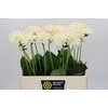 Dahlia Snow Cap