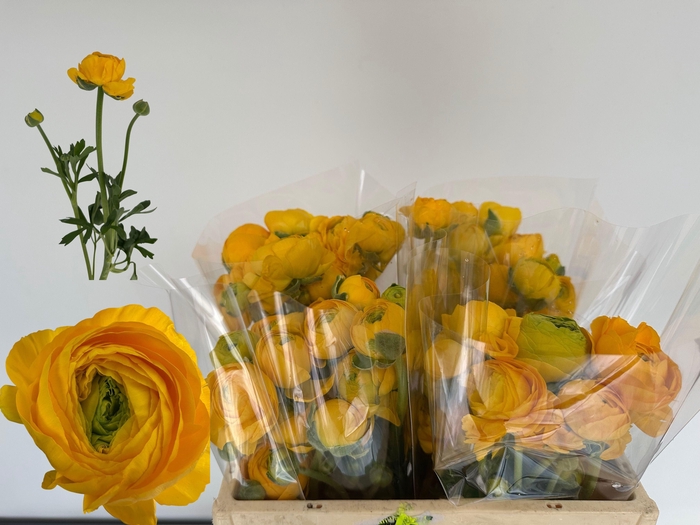 <h4>RAN EL LIGHT YELLOW</h4>