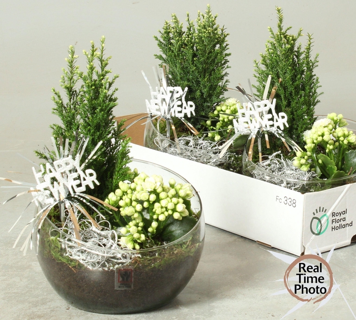 <h4>ARR KAMERPL</h4>